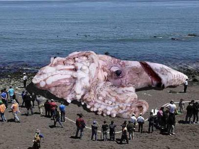 calamar-gigante-california