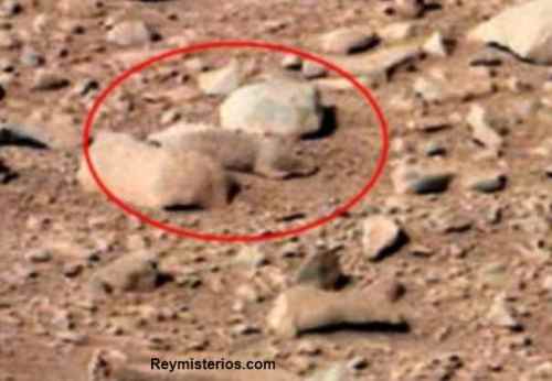 Animal-encontrado-en-Planeta-Marte