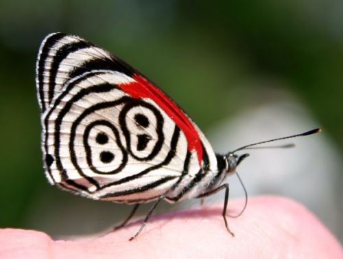 mariposa-88